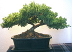 Bonsai