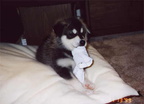 Puppy Chewing Sock