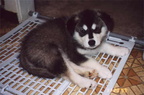 Puppy Need Bigger Gate