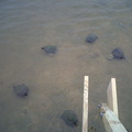 IMG00013-20110409-0911